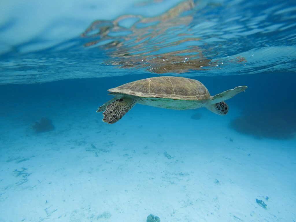 bonaire turtle